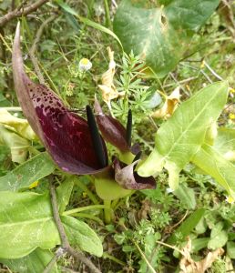 ARUM DIOSCORIDIS – árón